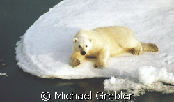 I don't know if this Polar Bear was hunting or relaxing, ... by Michael Grebler 
